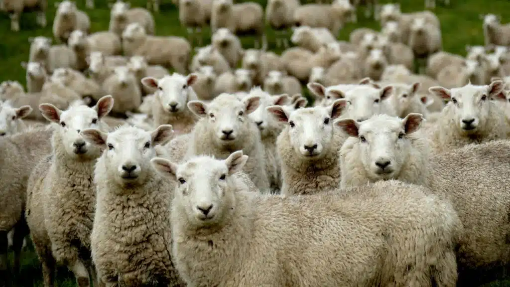 İslam'da veganlık