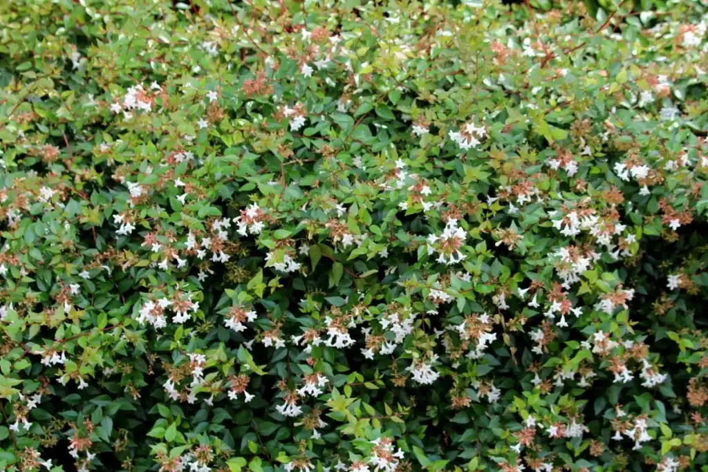 Abelia Grandifloara özellikleri