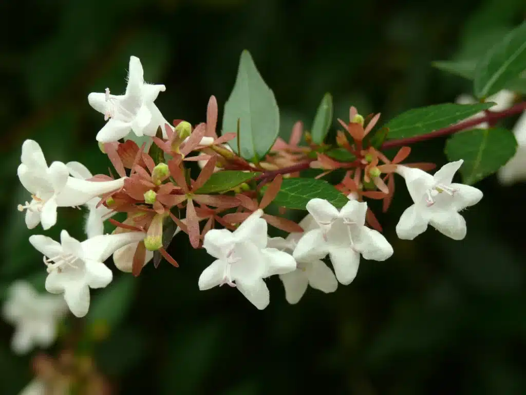 Abelia Grandifloara özellikleri ve bakımı