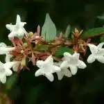 Abelia Grandifloara özellikleri ve bakımı
