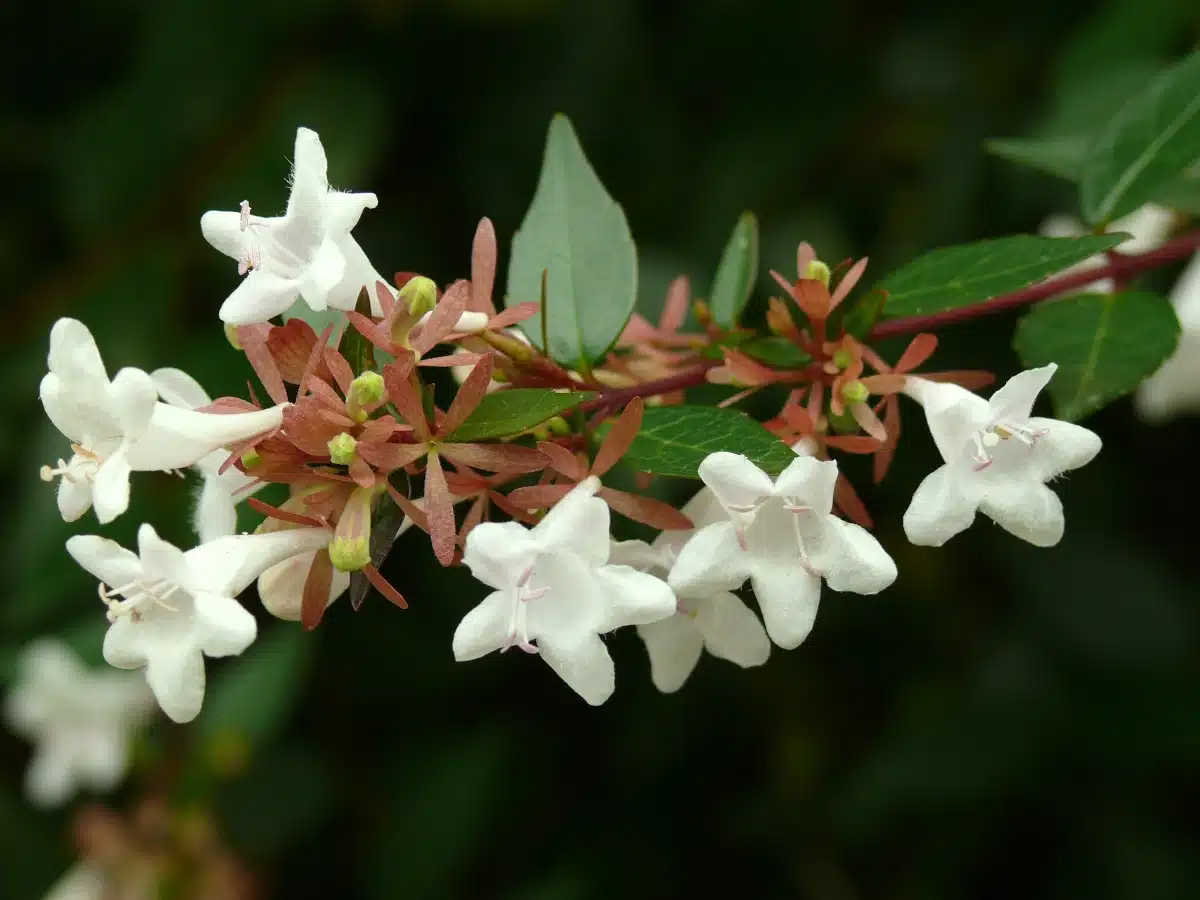 Abelia Grandifloara özellikleri ve bakımı