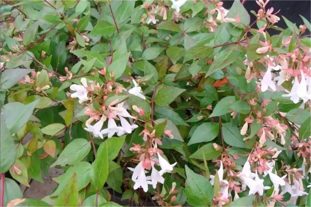 Abelia Grandifloara bakımı