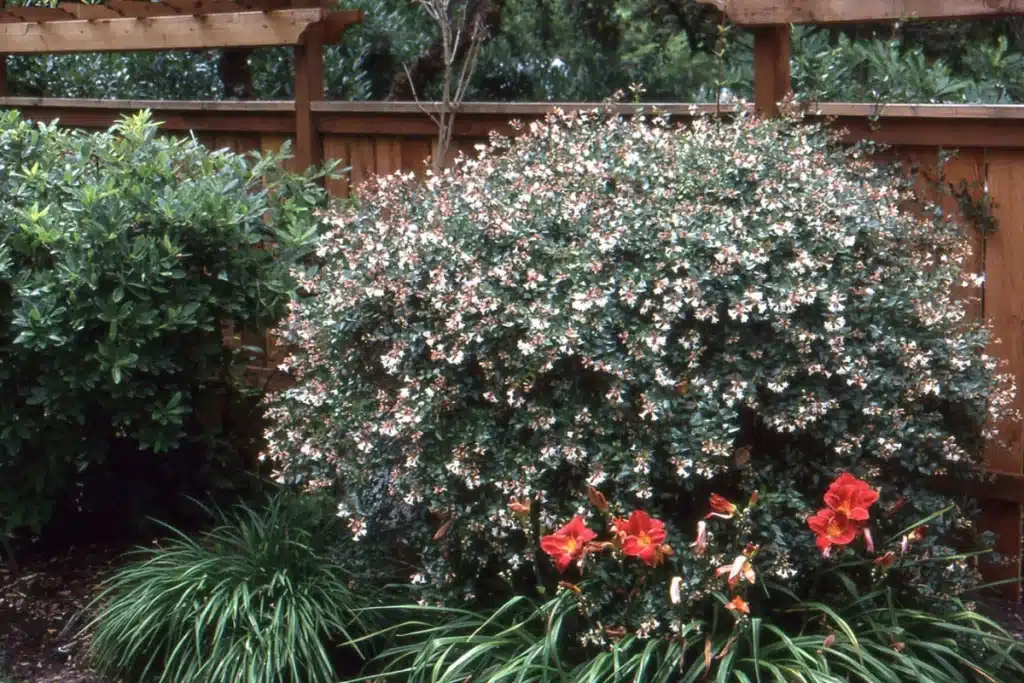 Süs ağacı olarak Abelia Grandifloara