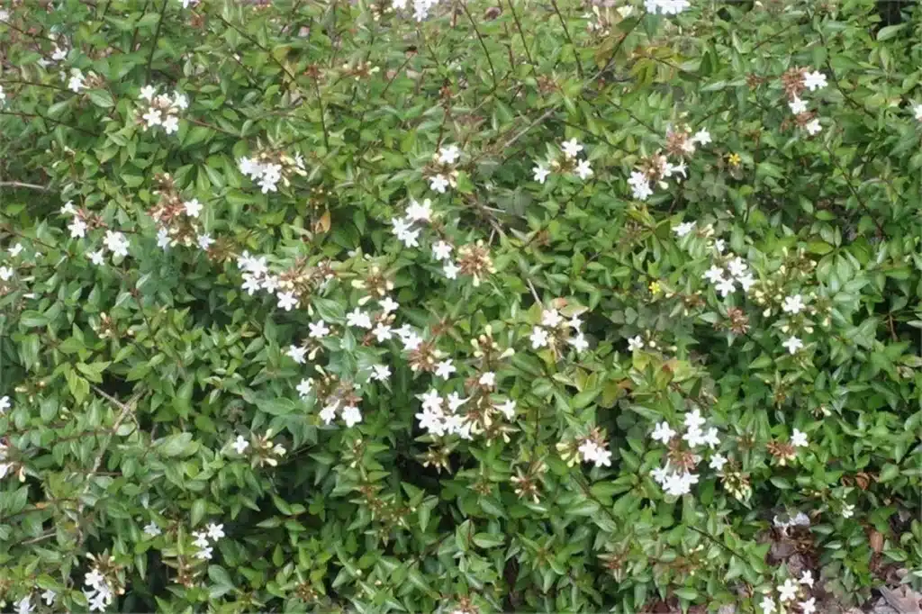 Abelia Grandifloara nasıl çoğaltılır?