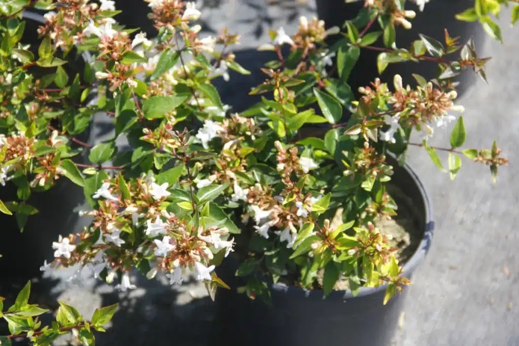 Abelia Grandifloara