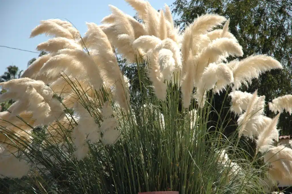 Pampas otu