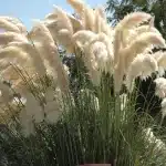 Pampas otu