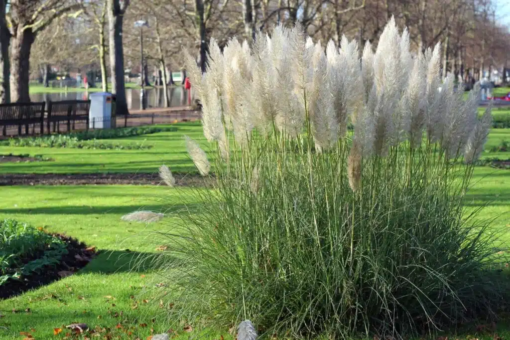 Pampas otu bakımı