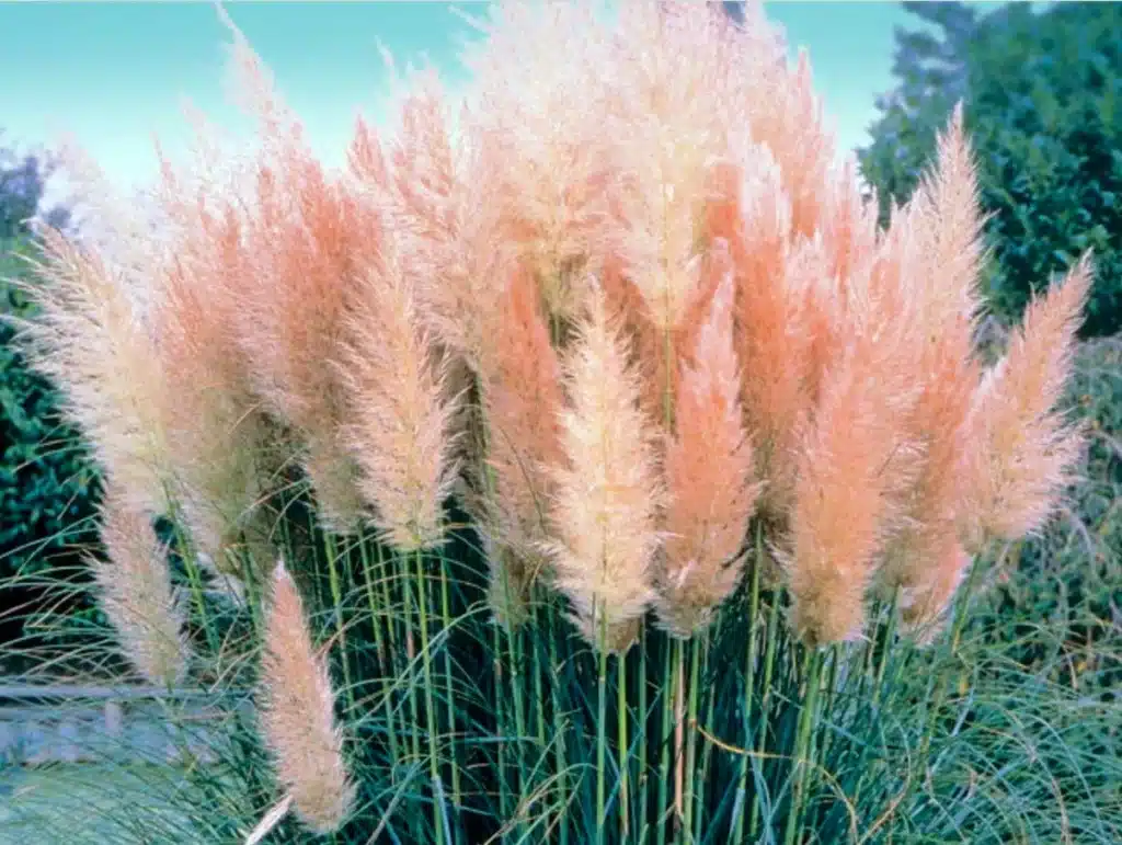 Pembe Pampas otu