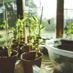 Evde bitki bahçesi: saksıda yetiştirilecek en iyi otlar