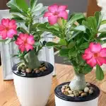 Çöl gülü bakımı