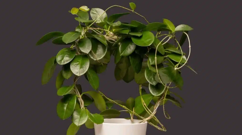 Saksıda çiçeği olmayan mum çiçeği