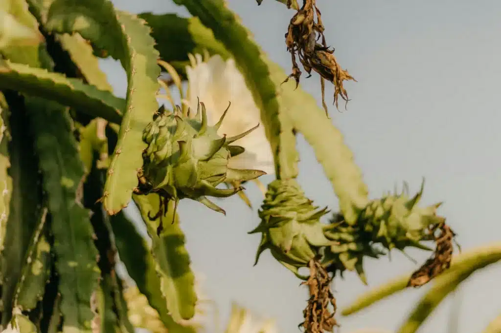 Ejder meyvesi bitkisi